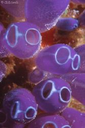 Cheap Sunglasses - These dudes (bluebell tunicates) look ... by Pauline Jacobson 